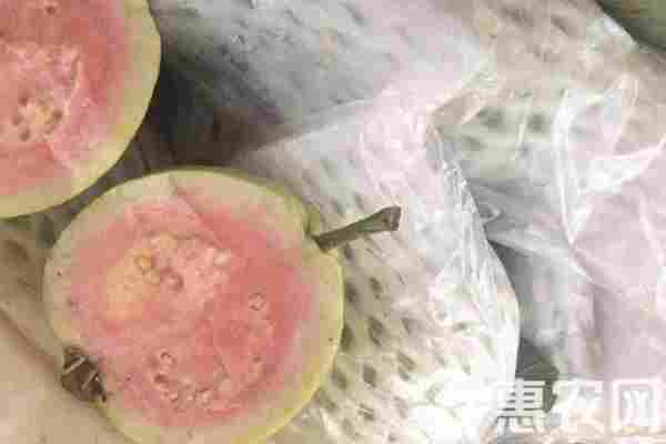 番石榴品种排行榜前十(图3)