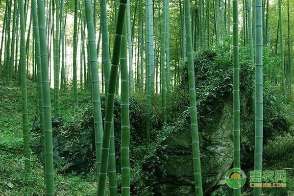 竹子品种排行榜前十(图1)