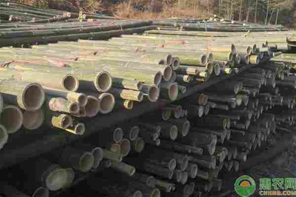 竹子品种排行榜前十(图2)