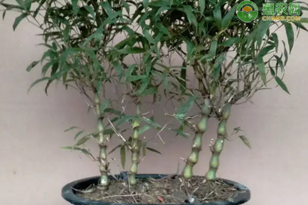 竹子品种排行榜前十(图3)