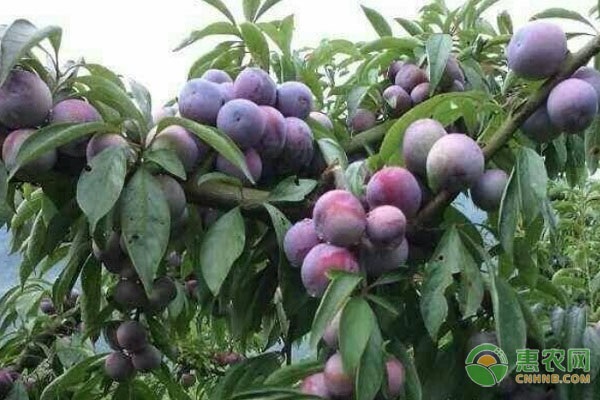 2026年李子树苗价格多少钱一棵？(图1)