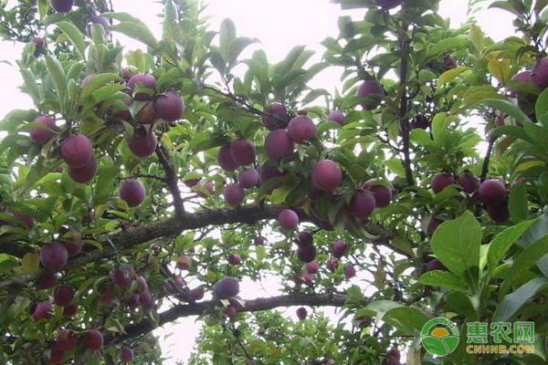 2026年李子树苗价格多少钱一棵？(图3)