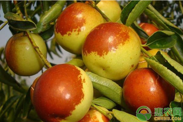 2026年枣树苗价格多少钱一棵？(图1)