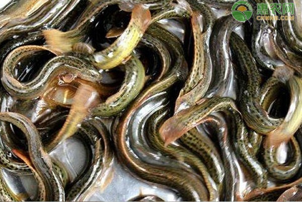 2026年泥鳅价格多少钱一斤？(图3)