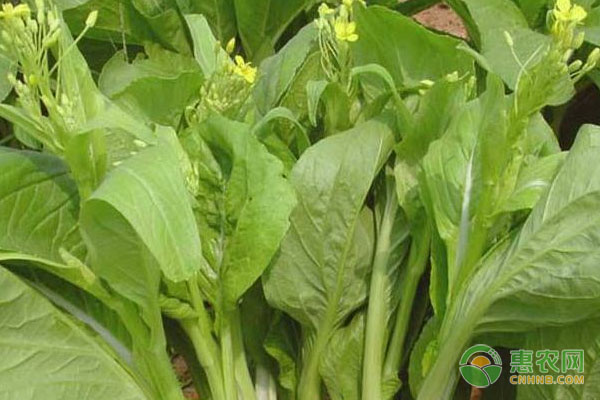 菜苔品种排行榜前十(图2)