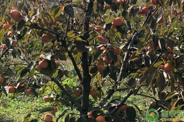 柿树苗品种排行榜前十(图1)