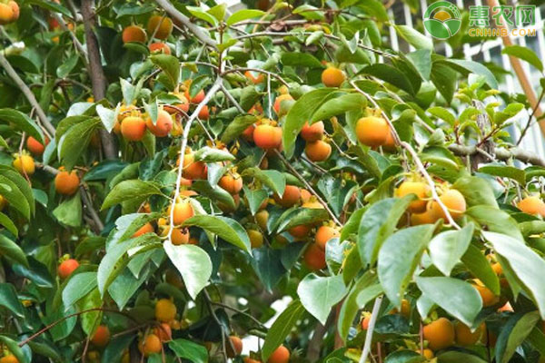 柿树苗品种排行榜前十(图2)