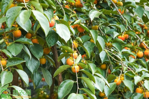 柿树苗品种排行榜前十(图3)