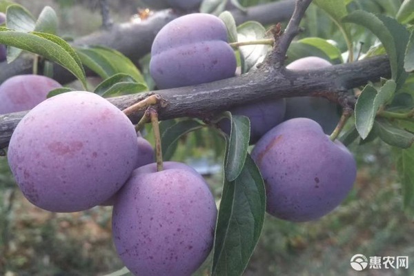 李子树苗品种排行榜前十(图1)