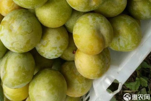 李子树苗品种排行榜前十(图2)