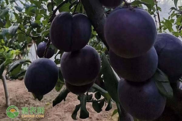 李子树苗品种排行榜前十(图3)